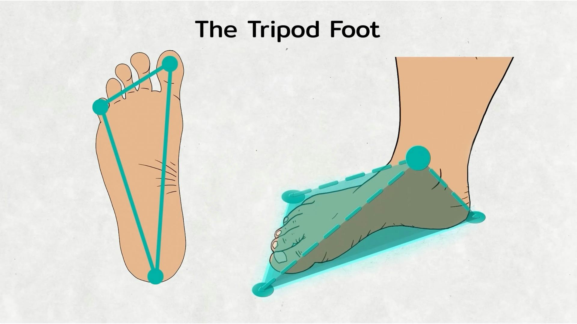 The stable tripod foot
