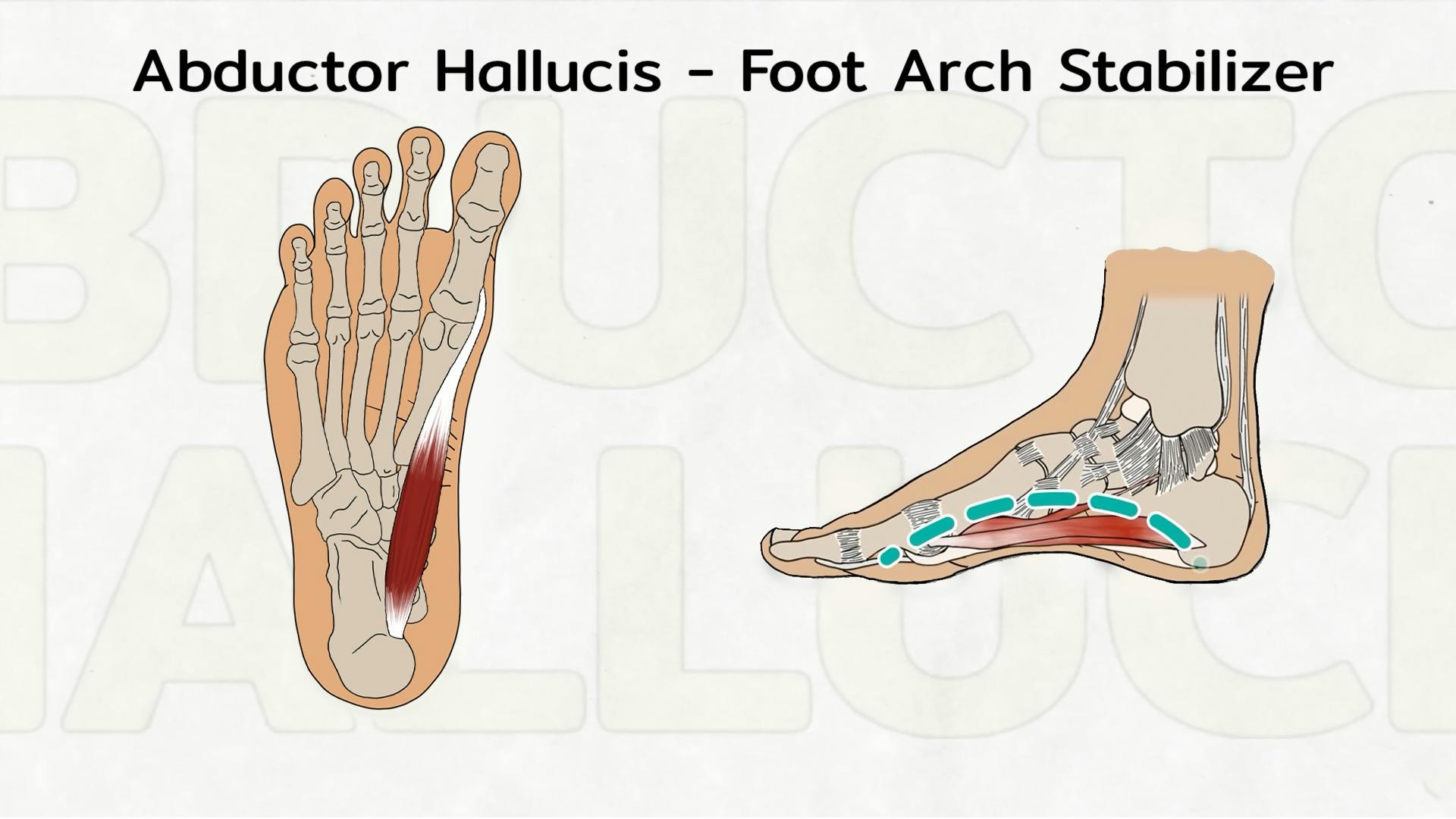 Abductor Hallucis   Foot Arch Stabilizer