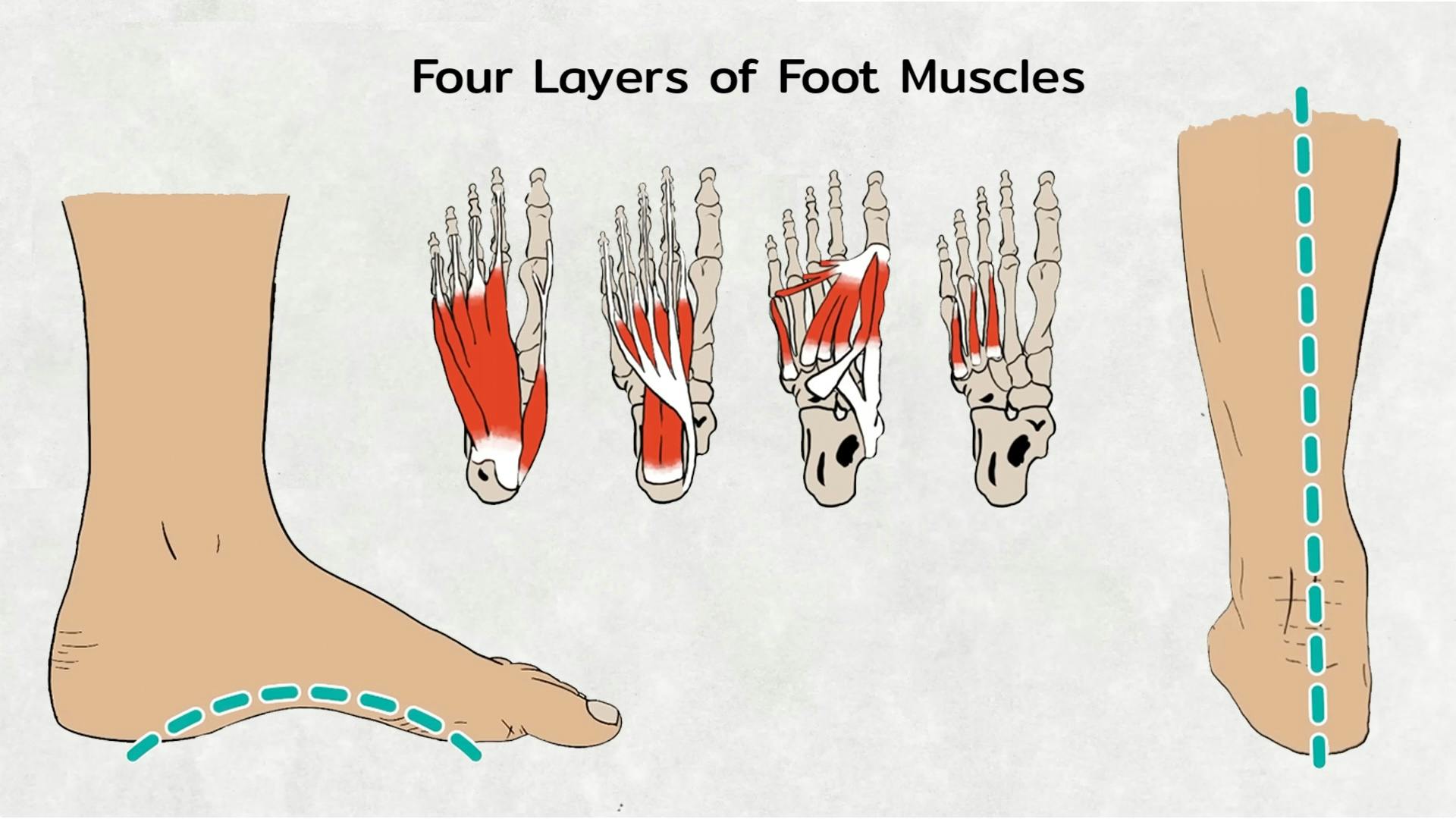 Four Layers of Muscles to form Foot Arch